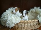 Link to new pups